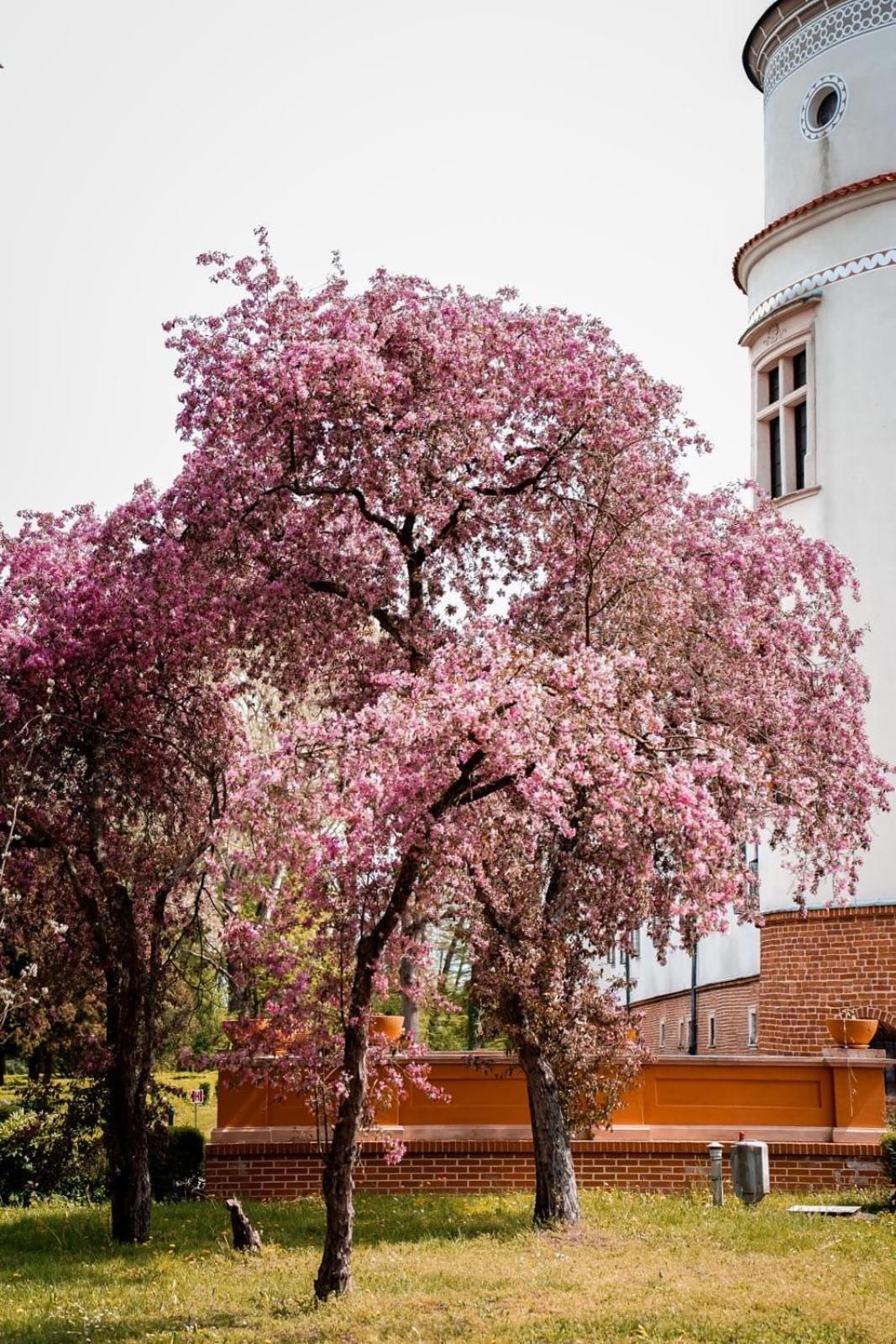 Zamek W Baranowie Sandomierskim Baranów Sandomierski エクステリア 写真
